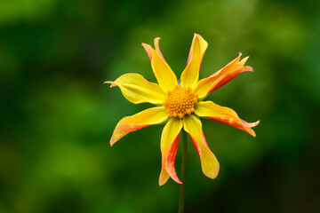 Cheerful yellow and orange star shaped dahlia, as a nature background
