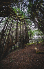 Canvas Print - tree in the forest