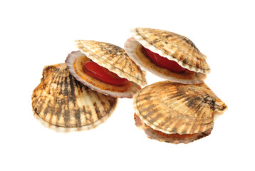 Poster - Seafood: live scallops (Pecten maximus). Isolated on white background.