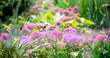 Blooming flower bed in spring or summer fabulous green garden on mysterious fairy tale floral background, beautiful nature with eupatorium blossom.