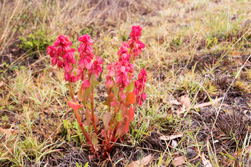 Rumex vesicarius, also known as ruby dock, or bladder dock, is a species of perennial flowering plant in the family Polygonaceae.