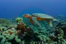 Hawksbill Sea Turtle Feeding On Corals. Red Sea, Aqaba, Jordan.