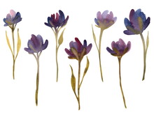 A Set Of Watercolor Illustration In Hand Drawn Asian Traditional Style. Single Vertical Purple Iris Flowers. Isolated On A White Background. For Interior And Textile Design.