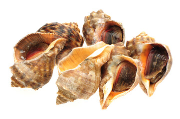 Wall Mural - live conch on white background