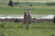 © Grantat - Agile wallabies (Macropus agilis) fighting near the wetlands of Kakadu, late afternoon, Northern Territory, Australia.
