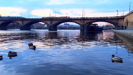 Canvas Print - Mallards on evening Vltava River against Palacky Bridge, Prague, Czechia