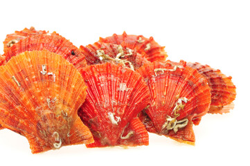 Poster - Raw scallop on white background