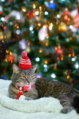 Wall Mural - Cat in knitted hat and scarf lying  against decorated Christmas tree, abstract blurred background. Relaxed cute Santa Cat. Christmas holiday. festive winter season