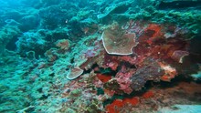 A Close-up Camera Shows One Of The Varieties Of Growths On The Reef, What Forms And Types Of Coral Reefs Exist. These Formations Have A Bright Turquoise Color.
