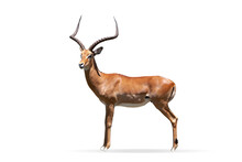 Side View Image Of Beautiful Antelope Isolated Over White Background. Horned Animal. Concept Of Wildlife Protection