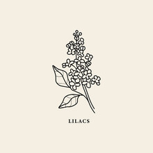 Line Art Lilacs Flower Branch Illustration