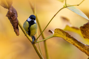 Sticker - Great Tit (Parus Major) on branch. Wildlife scenery.