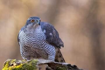 Canvas Print - Goshawk sittings in the branch in the forest (Accipiter gentilis)