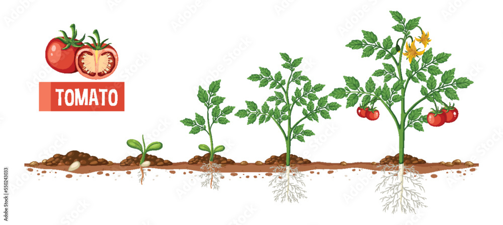 Life cycle of a tomato plant diagram Stock Vector | Adobe Stock