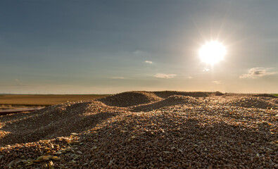 Wall Mural - Harvester working in wheatfield at sunset.