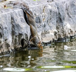 Wall Mural - Closeup view of a cute little squirrel drinking water from the lake in daylight