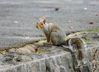 Wall Mural - Closeup view of a cute little squirrel with a fluffy tail sitting on the ground in daylight