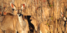 Female Kudu, Tragelaphus Strepsiceros, Chobe National Park, Kasane, Botswana, Africa