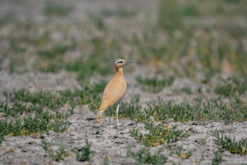 Wall Mural - Cream-colored Courser (Cursorius cursor) perching in sand desert