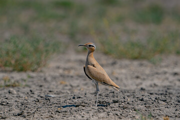 Canvas Print - Cream-colored Courser (Cursorius cursor) perching in sand desert