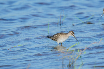 Wall Mural - Wood Sandpiper (Tringa glareola) feeding in the lake