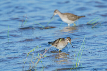 Wall Mural - Wood Sandpiper (Tringa glareola) feeding in the lake