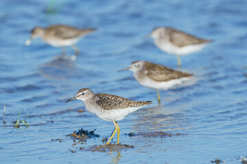 Wall Mural - Wood Sandpiper (Tringa glareola) feeding in the lake