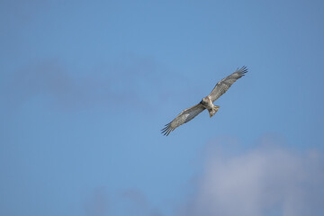 Wall Mural - Short-toed Snake Eagle (Circaetus gallicus) flying against blue background