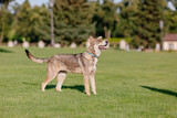 Fototapeta Koty - A mixed breed dog on a walk. Dog running on the grass. Cute dog playing. Funny pet. Pet adoption.