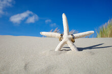 Summer Wedding Background With Starfish And Rings At The Beach