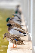 Vertical Shot Of Group Of Mallard Ducks Standing Near Pond On Sunny Day With Blurry Background