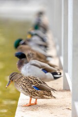 Sticker - Vertical shot of group of mallard ducks standing near pond on sunny day with blurry background