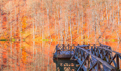 Poster - Autumn forest landscape reflection on the water with wooden pier - Autumn landscape in (seven lakes) Yedigoller Park Bolu, Turkey