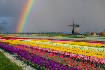 Poster - windmill with tulip field in North Holland, Netherlands