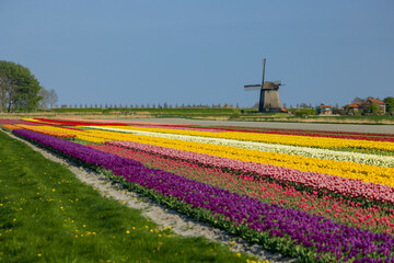 Poster - windmill with tulip field in North Holland, Netherlands