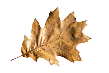Wall Mural - brown oak leaf in autumn fall colour, png stock photo file cut out and isolated on a transparent bac