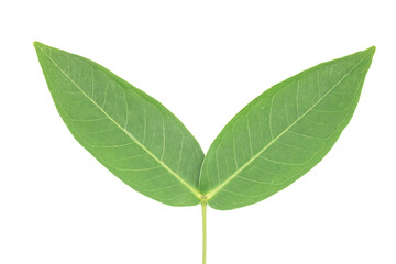 rose apple leaves on white background