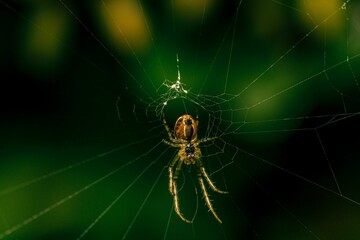 Macro shot of a brown spider its net against a green background
