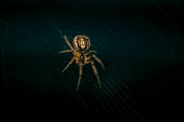 Macro shot of a brown spider its net against a dark background
