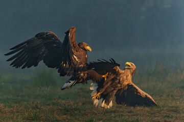 Poster - Eagle battle. White tailed eagles (Haliaeetus albicilla) fighting for food on a field in the forest in Poland. 