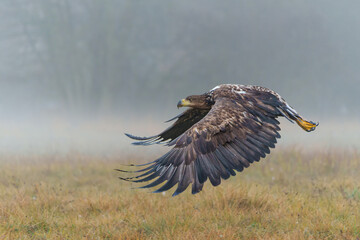 Poster - Eagle flying. White tailed eagles (Haliaeetus albicilla) flying at a field in the forest of Poland searching for food on a foggy autumn morning.