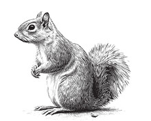 Squirrel Sitting Sketch Hand Drawn Engraved Style Vector Illustration.