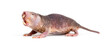 Naked Mole-rat, hairless rat, Heterocephalus glaber, isolated on wihte