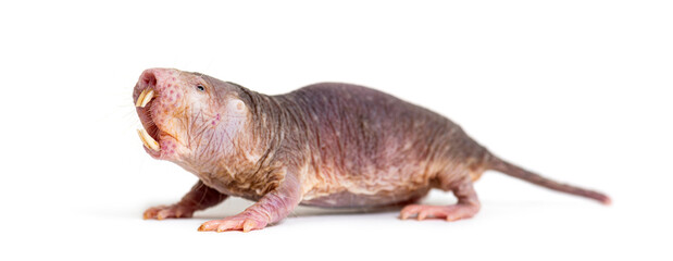 Wall Mural - naked mole-rat, hairless rat, heterocephalus glaber, isolated on wihte