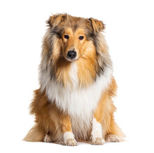 Rough Collie Sitting Isolated On White