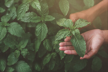 Wall Mural - Close-up of Asian gardener's hands holding fresh vegetables at basil and celery garden, organic and healthy food.