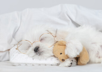 Wall Mural - Funny White Lapdog puppy wearing eyeglasses sleeps under white blanket on a bed at home and hugs favorite toy bear