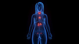 Fototapeta  - 3d rendered medical illustration of a woman's endocrine system