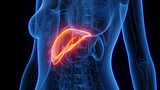 Fototapeta  - 3d rendered medical illustration of a woman's liver