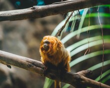 Closeup Of A Golden Lion Tamarin On A Tree In The Jungle With A Blurry Background